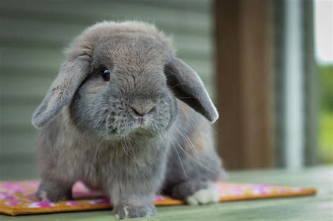 cute holland lop